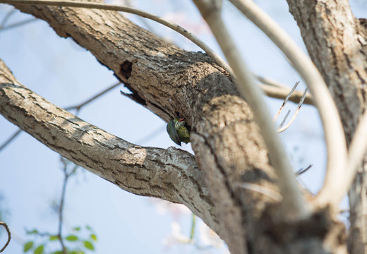 Coppersmith Barbet