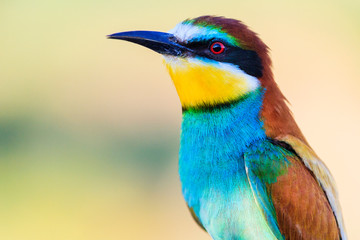 bee-eater golden close-up portrait