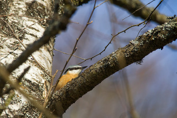 Nuthatch sits on a branch