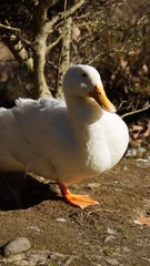 Ducks by the water