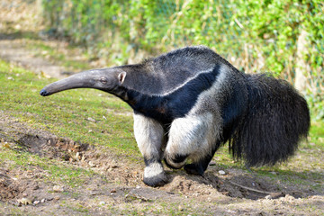 Closeup Giant Anteater Myrmecophaga Tridactyla