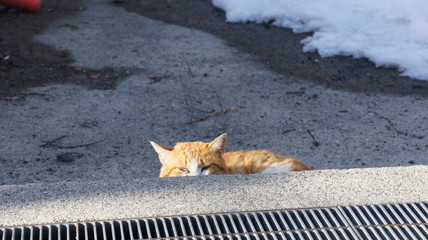 Cat's Island in Japan