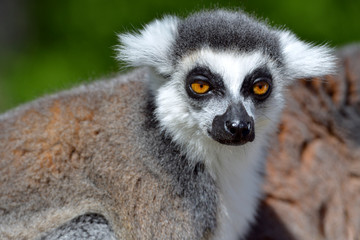 Portrait of front of ring-tailed lemur (Lemur catta) 
