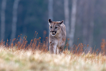 Cougar (Puma concolor), also commonly known as the mountain lion, puma, panther, or catamount. is the greatest of any large wild terrestrial mammal in the western hemisphere.