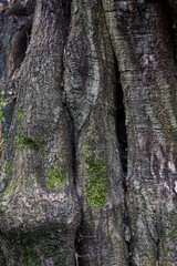 Tree bark old texture, vertical background with moss