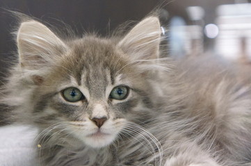 Pet shop cat kitten