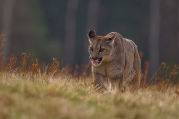 Fototapeta premium Cougar (Puma concolor), also commonly known as the mountain lion, puma, panther, or catamount. is the greatest of any large wild terrestrial mammal in the western hemisphere.