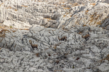 a herd of alpine ibex in Bohinj