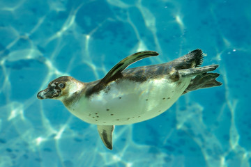 Naklejka na ściany i meble Humboldt penguin (Spheniscus humboldti) swimming under blue water