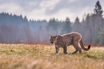 Cougar (Puma concolor), also commonly known as the mountain lion, puma, panther, or catamount. is the greatest of any large wild terrestrial mammal in the western hemisphere.