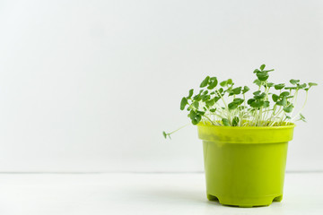 fresh basil sprout on white pot with drops