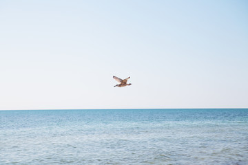 Fototapeta na wymiar Seagull flying over the blue sea.