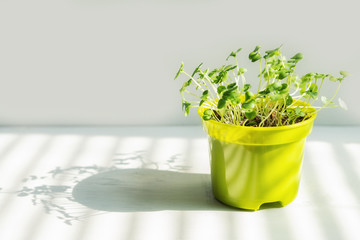 fresh basil sprout on white pot with drops