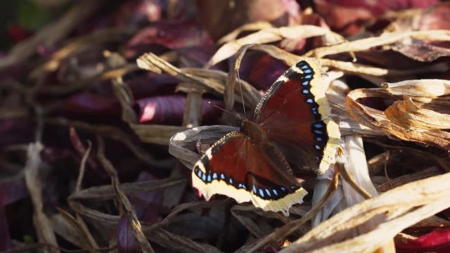 Magnificent specimen of the Mourning Cloak Butterfly