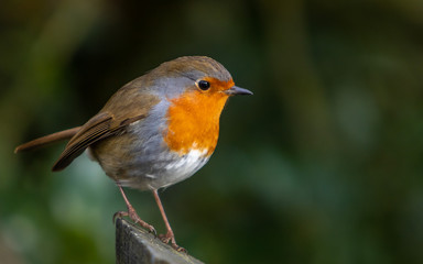 Robin