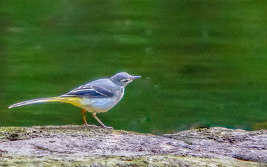 Wag Tail Bird looking on.