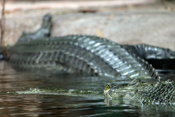 Head of Gavial Indian - Gavialis gangeticus floats on water