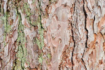 Embossed texture of the bark of red pine. Pine bark background. Close-up view of highly detailed tree bark texture. Nature wood background.