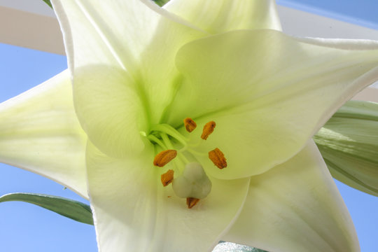 close-up of a blooming white lily