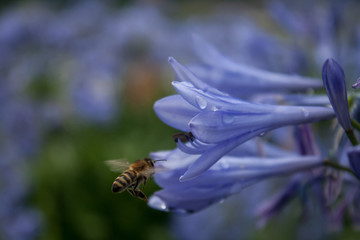 blooming blue agapanthus with a bee