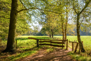 This hiking path through green fields and dense forests located at the Tankenberg (near the city of Oldenzaal) on a sunny october day is a typical Dutch landscape