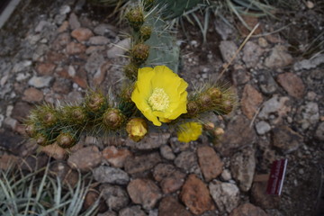 Cactáceas y suculentas con sus vistosas flores