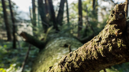 arbre mort