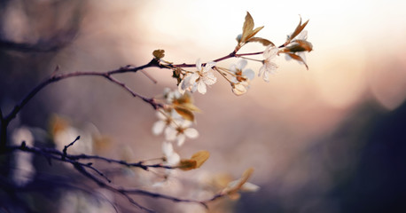 Fototapeta na wymiar Branch of the blossoming cherry
