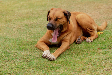 Cute dog in a various posture