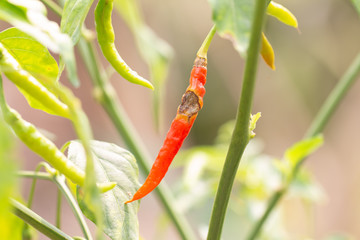 Anthracnose diseases in red chilli on plant