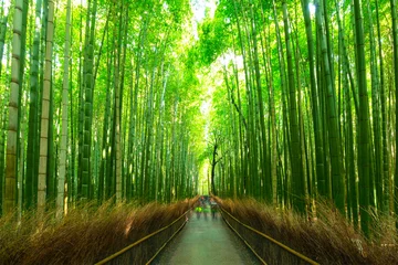Foto op Plexiglas Bamboebos van Arashiyama bij Kyoto, Japan © Patryk Kosmider