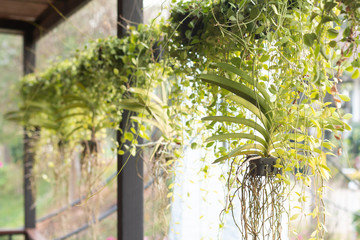 Decorative macrame plant hangers in restaurant