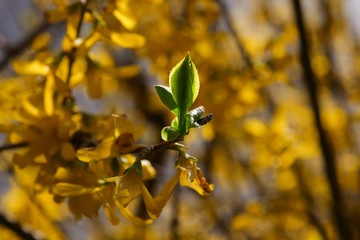 Pflanzen grün mit gelbem Hintergrund Makro