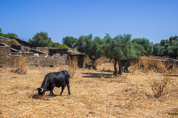 Paisaje típico español