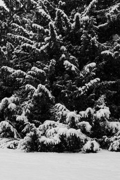 Winter Schnee Baum