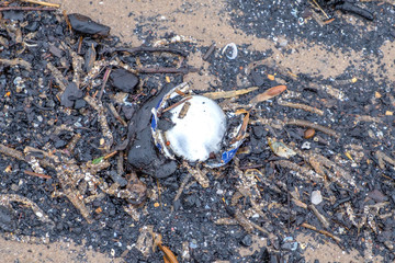 Remains of a aluminium drinks can that has been washed up on the beach in Irvine North Ayrshire ion Scotland.