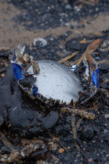 Remains of a aluminium drinks can that has been washed up on the beach in Irvine North Ayrshire ion Scotland.