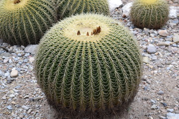 Cact&aacute;ceas y suculentas con sus vistosas flores