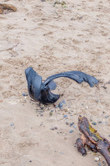Pollution with an Old Rubber Tyre having been washed up onto the Shore in Irvine North Ayrshire in Scotland.