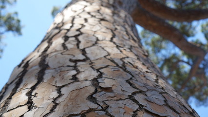 pine bark