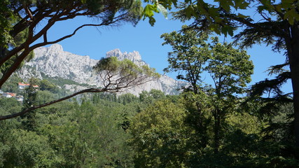 Lebanese cedar on the background of Mount Ai Petri