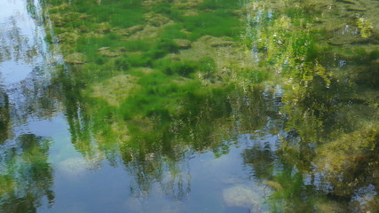 reflection in a green pond