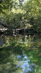 Fototapeta na wymiar reflection in a green pond