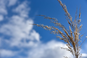 Stalks of dry grass against the background of the sky, copy space