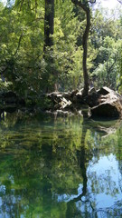 reflection in a green pond