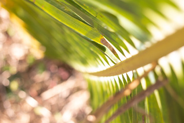 Blurred a coconut palm leaves for natural background