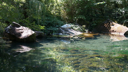 Naklejka na ściany i meble white swan on the shore of the emerald pond