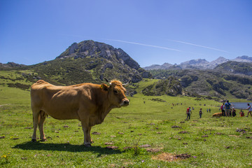 Vaca posando