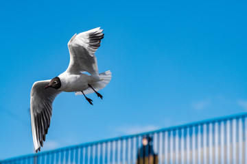 Seagull fly water spring nature lake birds