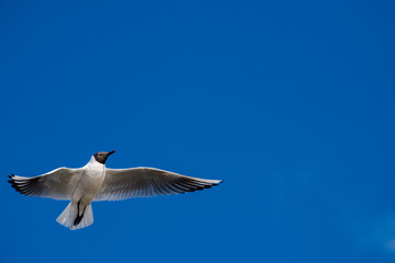 Seagull fly water spring nature lake birds